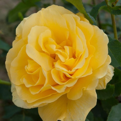 Rosa 'Dream Yellow' - Roos 'Dream Yellow' C4/4L